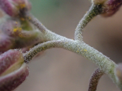 Boechera subpinnatifida