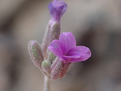 Boechera subpinnatifida