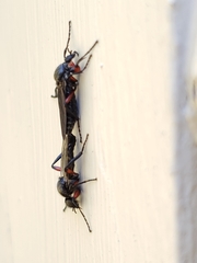 Bibio femoratus
