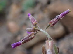 Boechera subpinnatifida