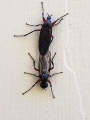Bibio femoratus