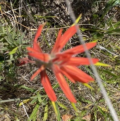 Castilleja subinclusa