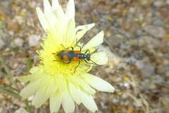 Eupompha elegans