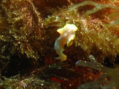 Prostheceraeus moseleyi