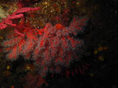 Corallium rubrum