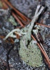 Cladonia rei