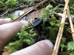 Pseudoplectania melaena