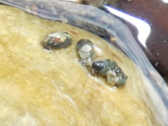 Glossosomatidae