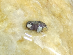 Glossosomatidae