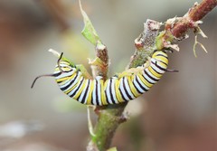 Danaus plexippus