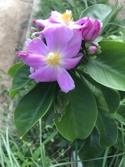 Pereskia grandifolia