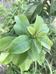 Pereskia grandifolia