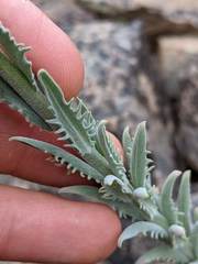 Boechera subpinnatifida