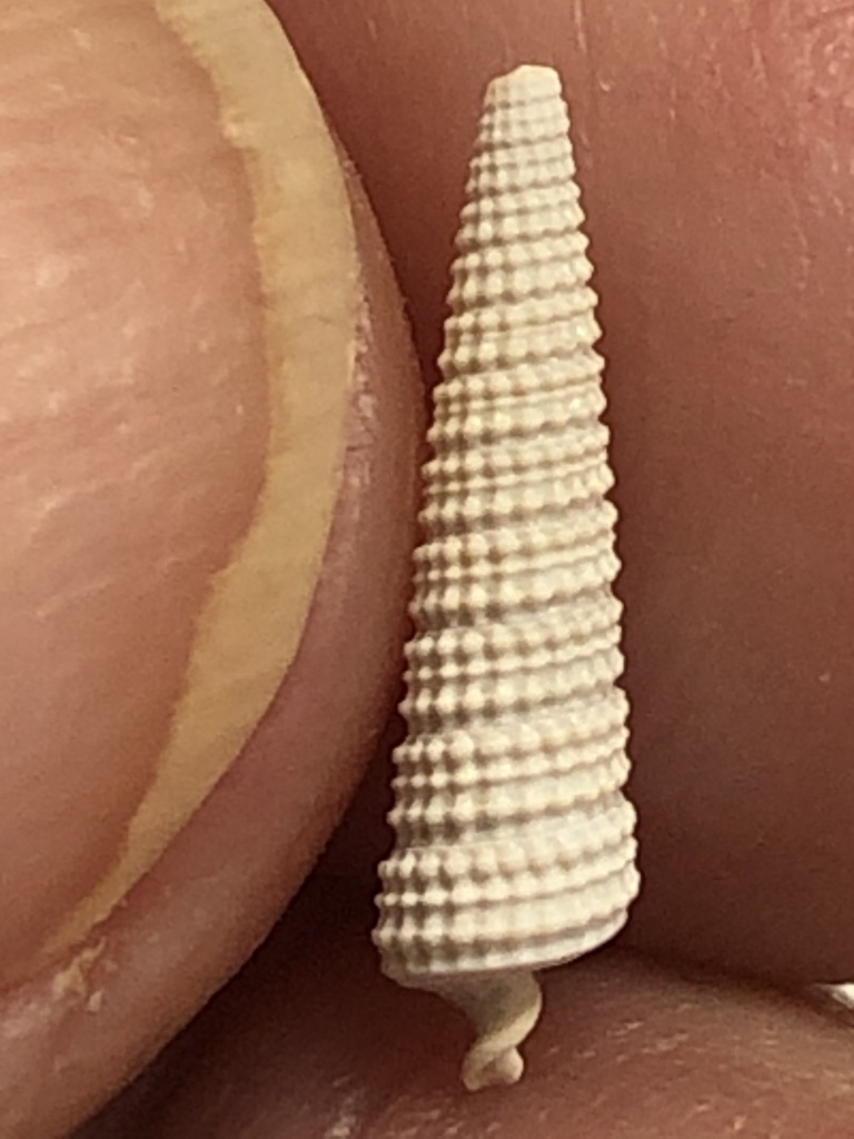 Newtoniellidae