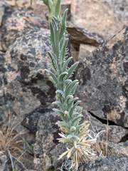 Boechera subpinnatifida