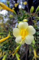 Cantua