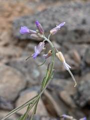Boechera subpinnatifida