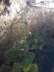 Leonotis nepetifolia
