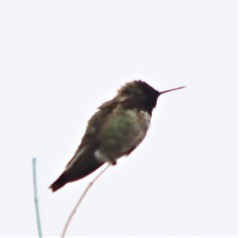 Calypte anna
