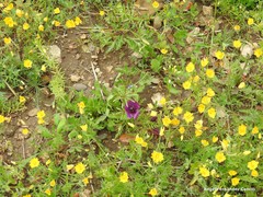 Asperula arvensis