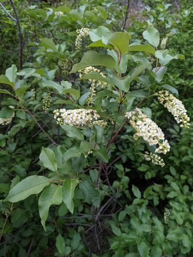 Prunus virginiana