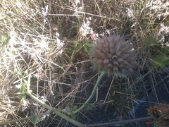 Leonotis nepetifolia