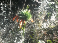 Leonotis nepetifolia