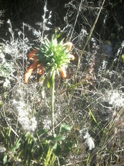 Leonotis nepetifolia