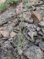 Boechera subpinnatifida