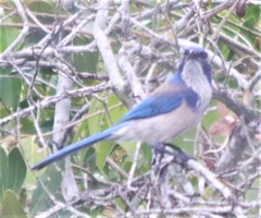 Aphelocoma californica