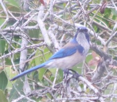 Aphelocoma californica