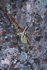 Cladonia rei