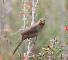 Melozone crissalis
