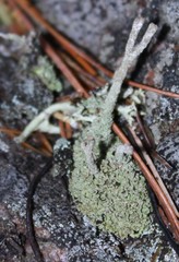 Cladonia rei