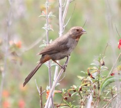 Melozone crissalis