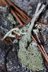 Cladonia rei