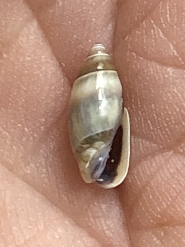 Olivella pusilla (Marrat, 1871)