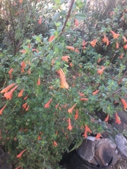 Clinopodium mexicanum