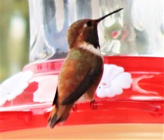 Selasphorus