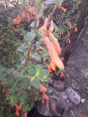 Clinopodium mexicanum