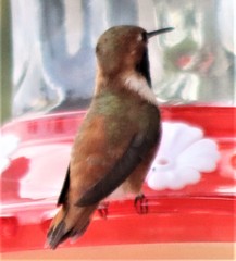 Selasphorus