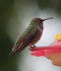 Selasphorus