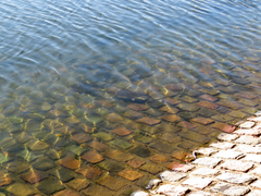 Pimelodus maculatus