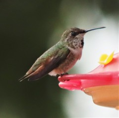 Selasphorus