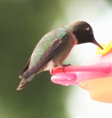 Calypte anna