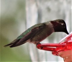 Calypte anna