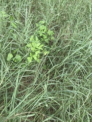 Bidens alba