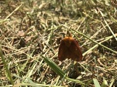 Anisota pellucida
