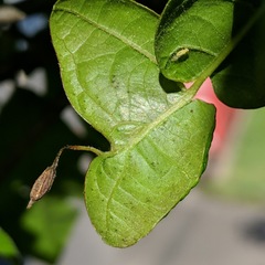 Andricus chinquapin