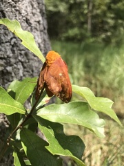 Anisota pellucida